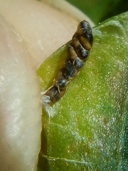 Platygaster robiniae