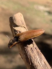 Semiotus luteipennis