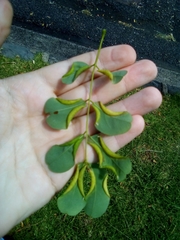 Platygaster robiniae