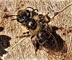 Andrena violae