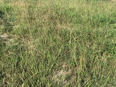 Dichanthium annulatum