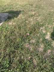 Dichanthium annulatum