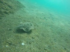 Urobatis concentricus