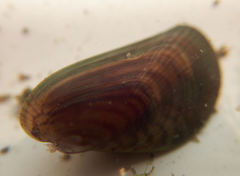 Arcuatula senhousia