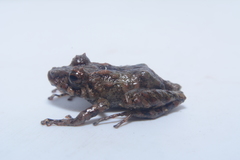 Pristimantis prolatus