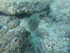Sphoeroides lobatus