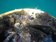 Baseodiscus mexicanus