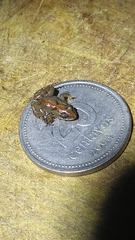 Pseudopaludicola falcipes