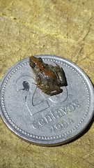 Pseudopaludicola falcipes