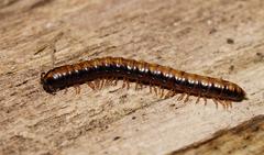 Isocladosoma maculatum