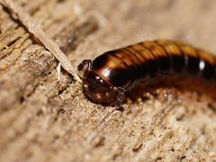 Isocladosoma maculatum