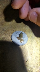 Pseudopaludicola falcipes