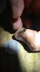 Pseudopaludicola falcipes