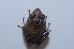 Pristimantis prolatus