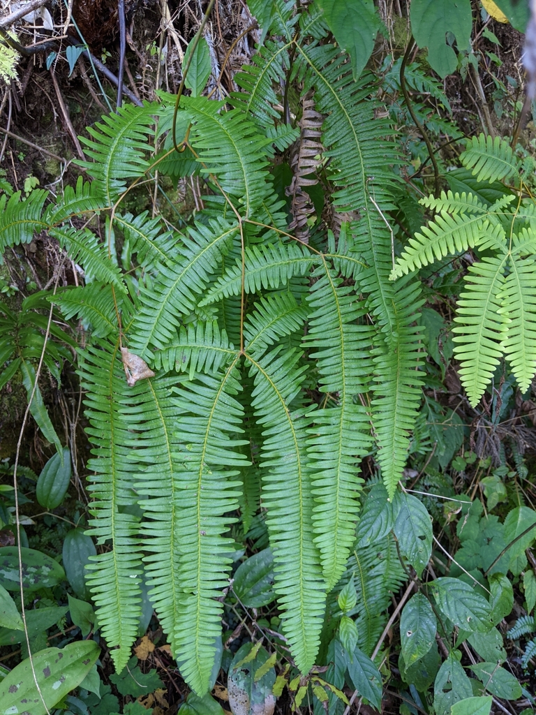 Dicranopteris taiwanensis