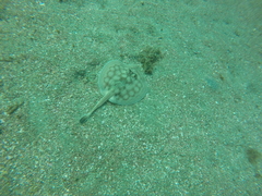 Urobatis concentricus