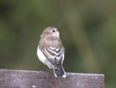 Jacky Winter photo 6