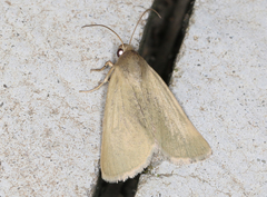 Heliocheilus moribunda