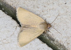 Heliocheilus moribunda
