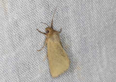 Heliocheilus moribunda