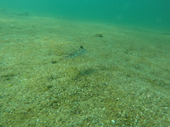 Sphoeroides lobatus