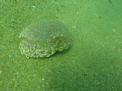 Calappa convexa