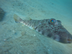 Sphoeroides lobatus