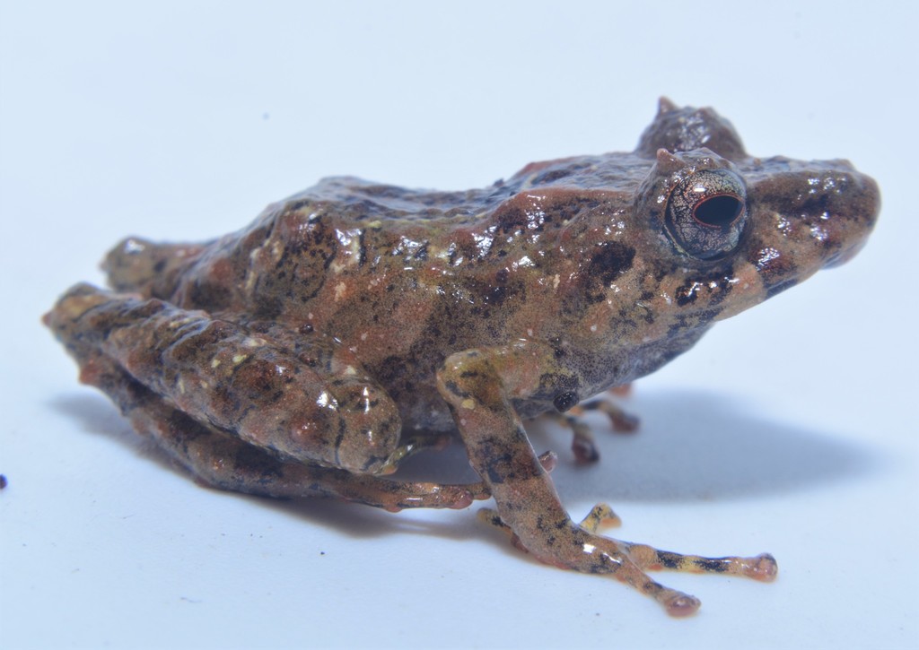 Hidden Robber Frog