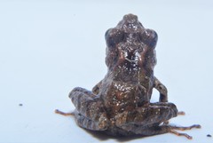 Pristimantis prolatus