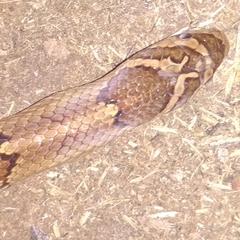 Oligodon taeniolatus