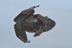 Pristimantis prolatus