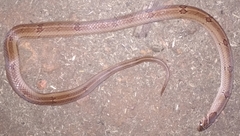 Oligodon taeniolatus