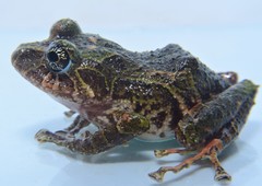 Pristimantis katoptroides