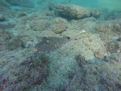 Sphoeroides lobatus