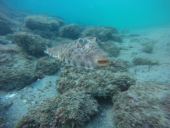 Sphoeroides lobatus