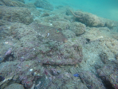 Sphoeroides lobatus