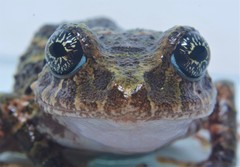 Pristimantis katoptroides