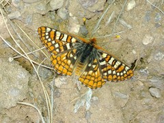 Euphydryas anicia hermosa