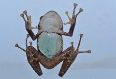 Pristimantis katoptroides