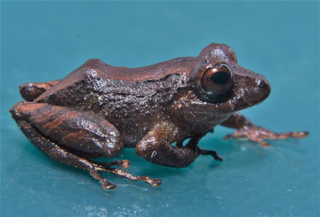 Tapir Robber Frog