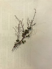 Gonocarpus micranthus