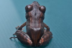 Pristimantis pinchaque