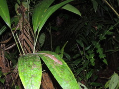 Gelanesaurus flavogularis