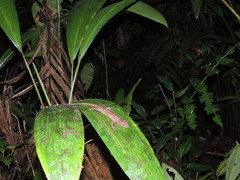 Gelanesaurus flavogularis