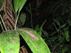 Gelanesaurus flavogularis