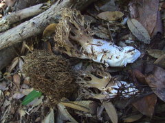 Ramaria violaceibrunnea
