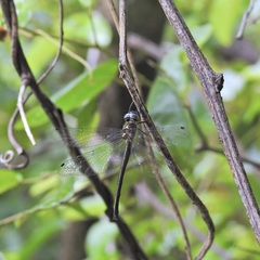 Micromidia atrifrons