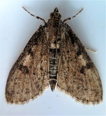 Palpita aenescentalis