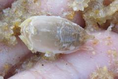 Emerita brasiliensis