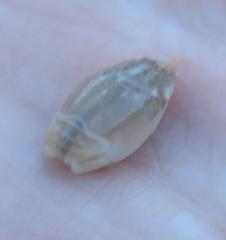 Emerita brasiliensis
